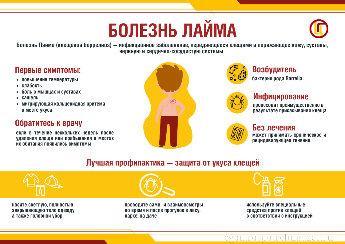 Памятка по профилактике болезни Лайма